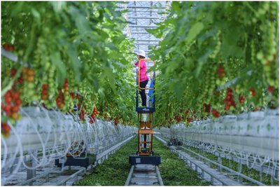 讓“京字號”現(xiàn)代農(nóng)業(yè)高質(zhì)量騰飛——北京市農(nóng)業(yè)品牌建設(shè)觀察