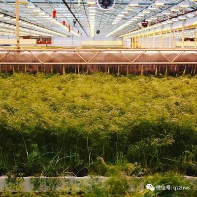 智慧溫室在現(xiàn)代農(nóng)業(yè)中的定位與運(yùn)營模式