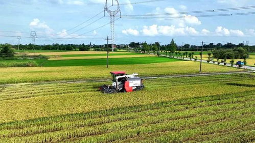 構(gòu)建343現(xiàn)代農(nóng)業(yè)發(fā)展新格局，加快推進(jìn)鄉(xiāng)村振興高質(zhì)量發(fā)展