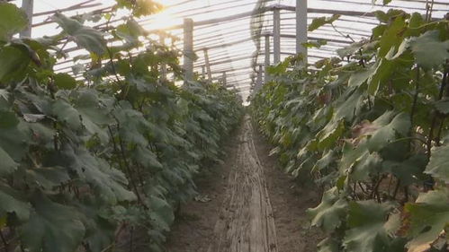 膠州 135個(gè)農(nóng)產(chǎn)品品牌引領(lǐng)農(nóng)業(yè)產(chǎn)業(yè)升級(jí)，推動(dòng)全域農(nóng)業(yè)開(kāi)發(fā)