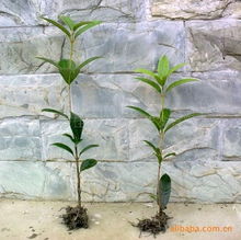 四川日香桂農(nóng)業(yè)科技開(kāi)發(fā) 優(yōu)質(zhì)種子種苗產(chǎn)品列表與農(nóng)業(yè)開(kāi)發(fā)服務(wù)