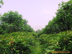 四川日香桂農(nóng)業(yè)科技開(kāi)發(fā) 喬木產(chǎn)品引領(lǐng)農(nóng)業(yè)科技新篇章